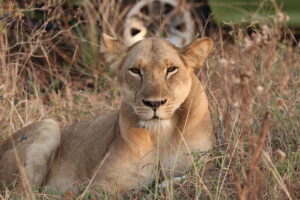 lioness