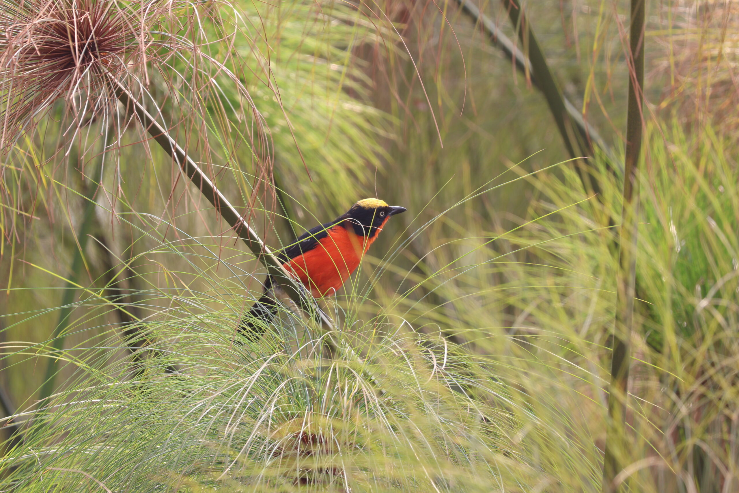 papyrus Gonolek BIRDING TRIPS WITH GOLDEN PLAINS SAFARIS