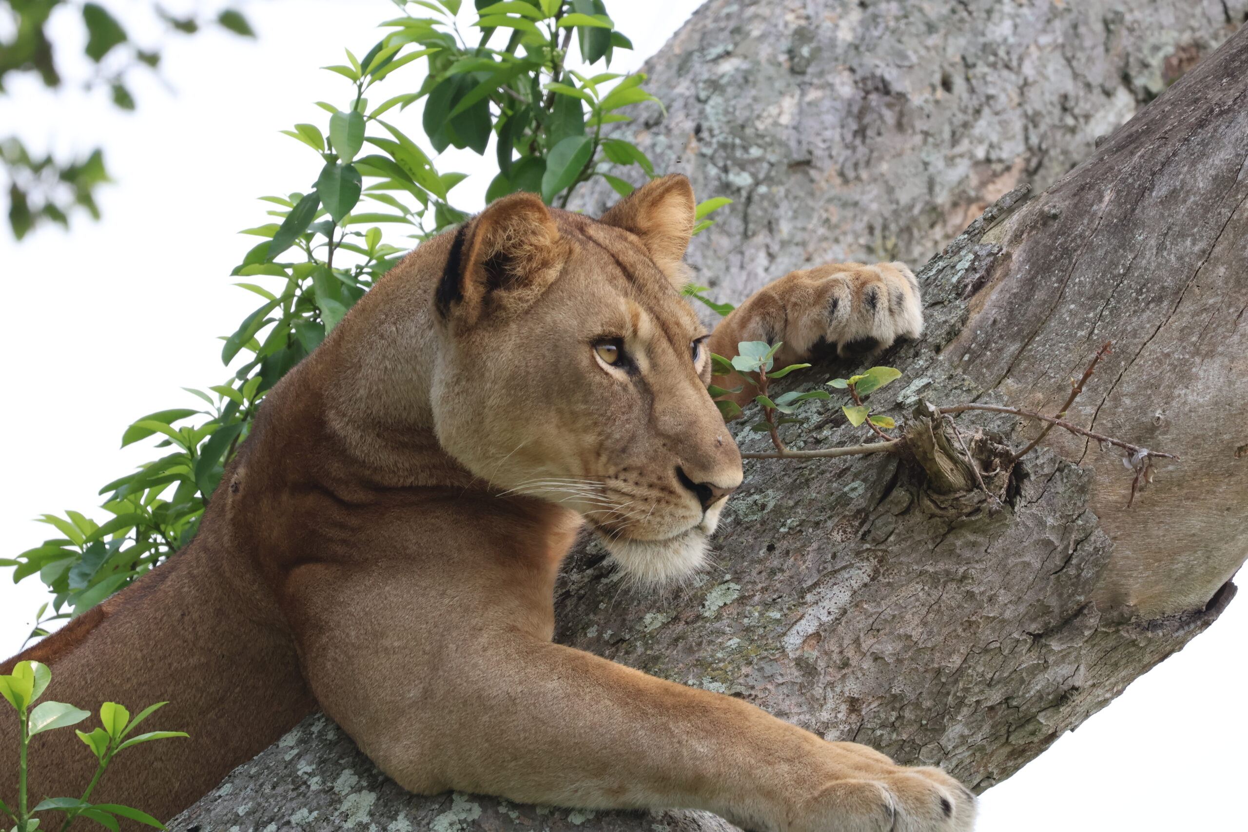 TREE CLIMBING LION tree climbing lion with golden plains safaris