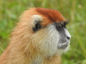 primates