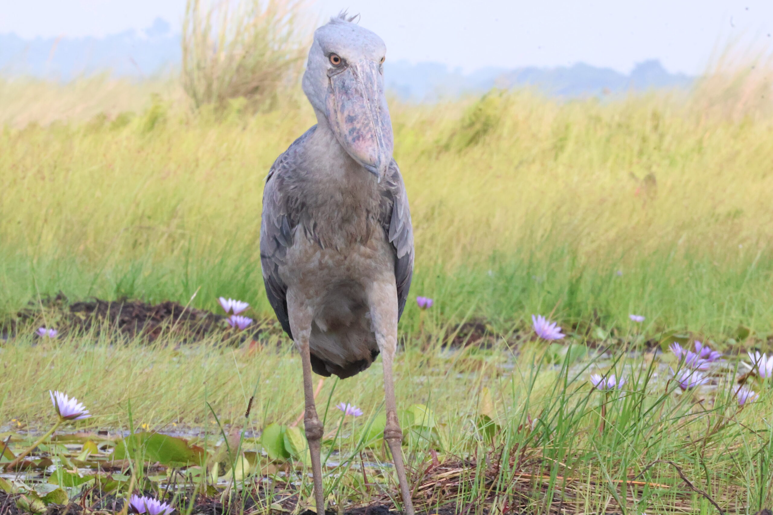 shoebil trips - birding in uganda