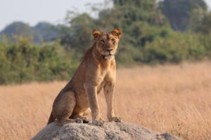 wild life - african safari