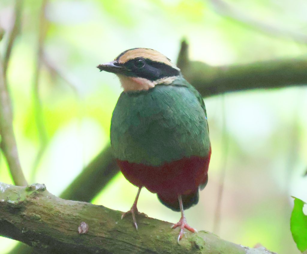 birding with Golden Plains safaris
