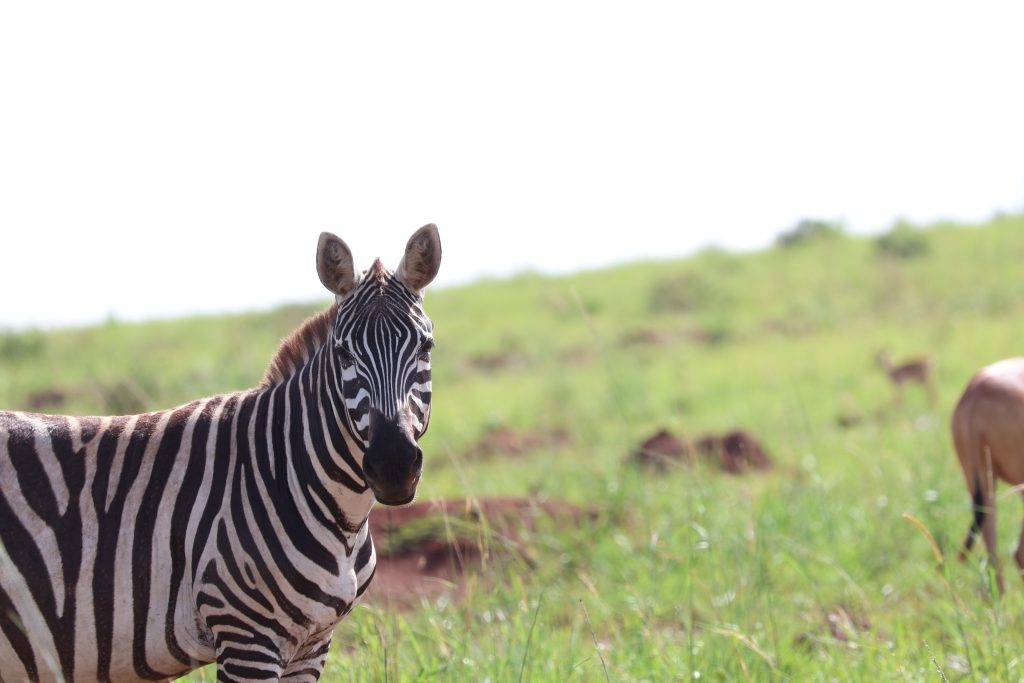 IMG_1310 zebra sightings with golden plains safaris on 10 days primate and wildlife safaris