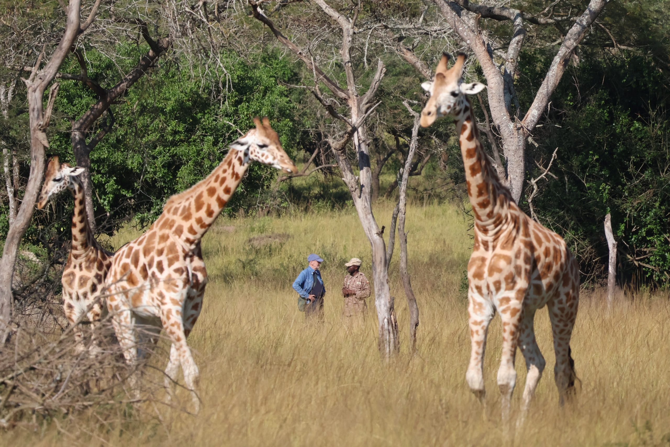 walking safari walking safaris