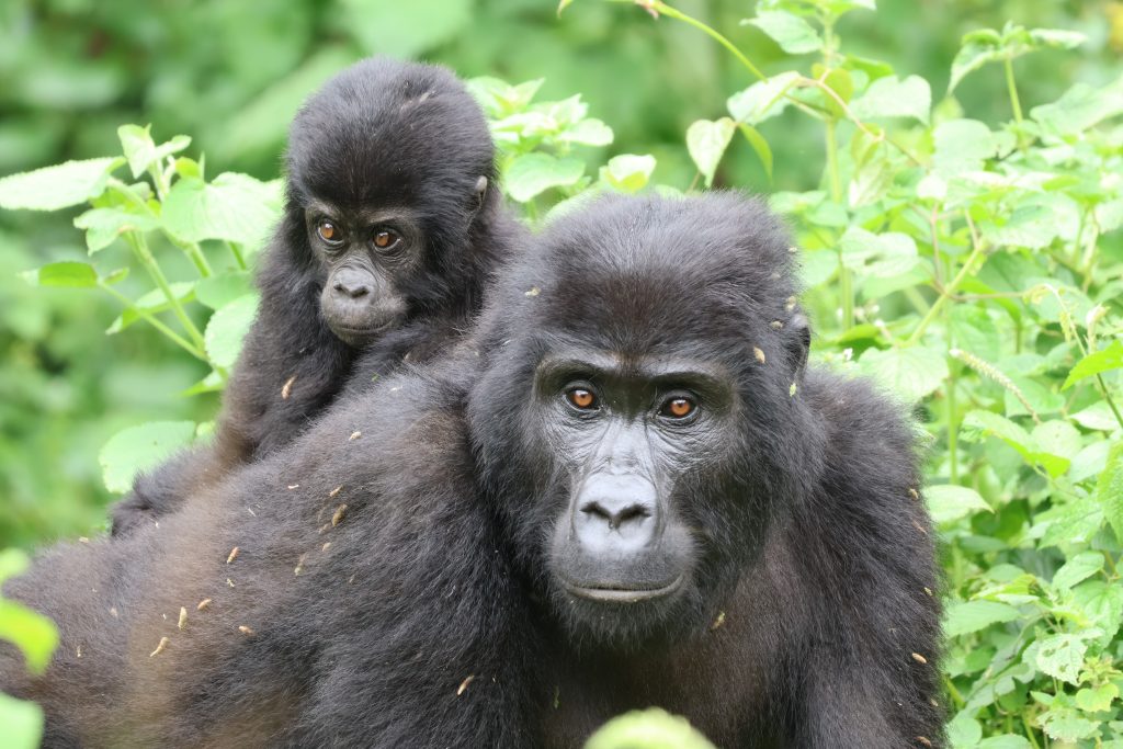 mountain gorilla trekking