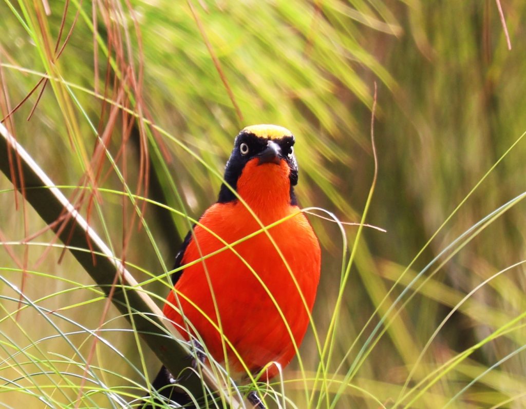 papyrus Gonolek - golden plains safaris