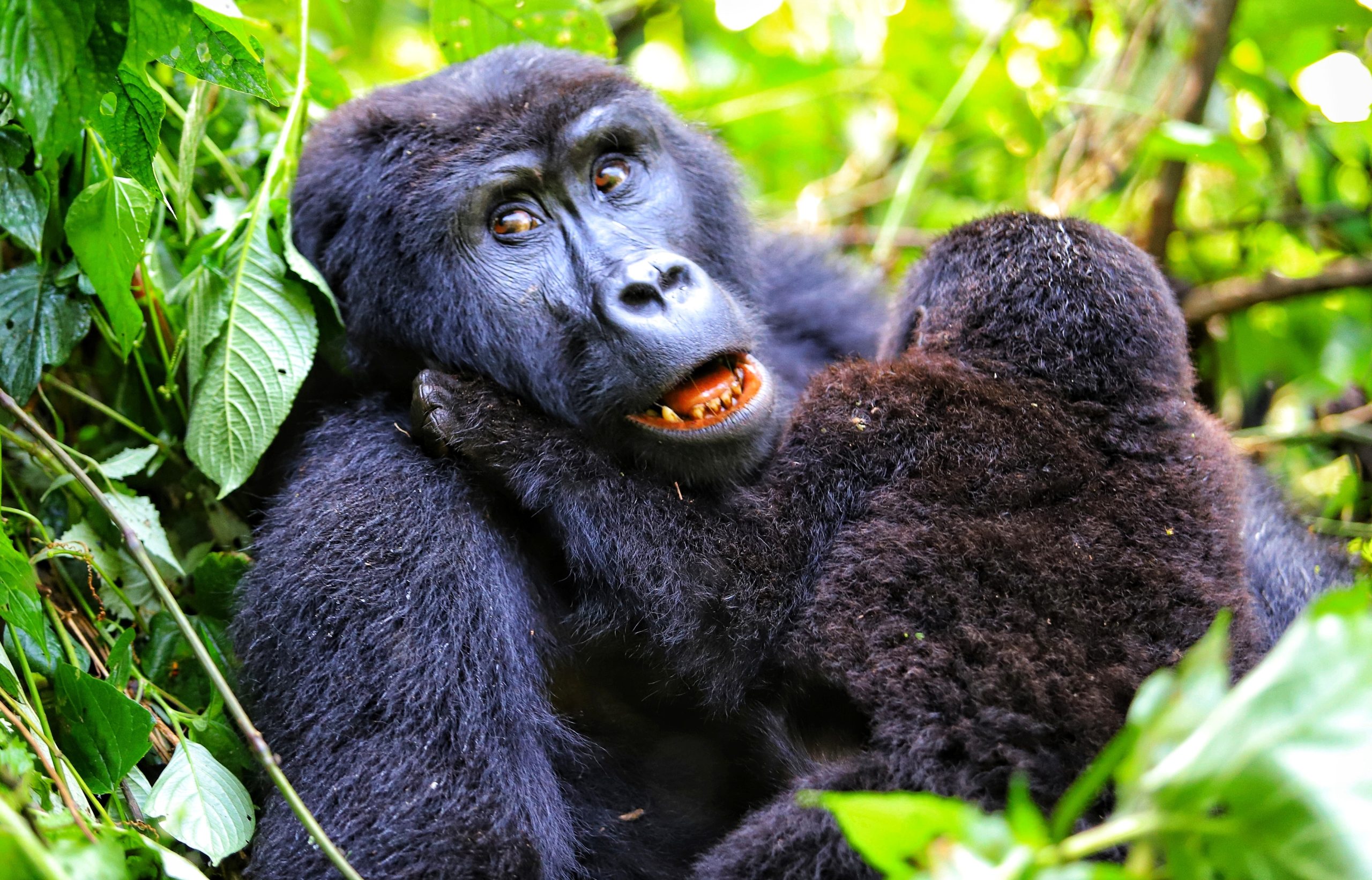 gorilla young -golden plains safaris