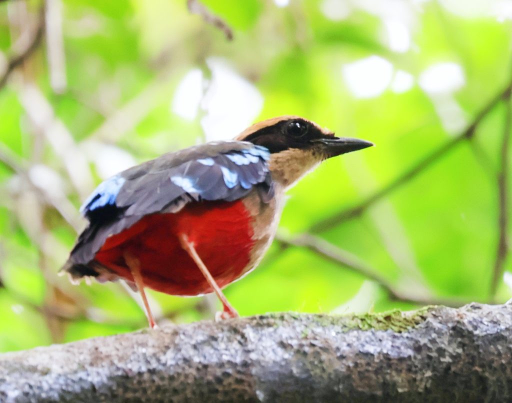 pitta 2 green breasted Pitta- golden plains safaris