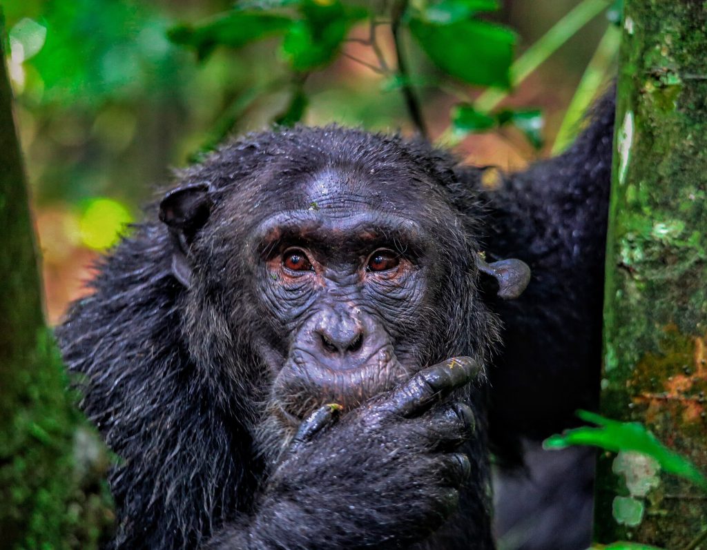 chImpanzee tracking with golden plains safaris