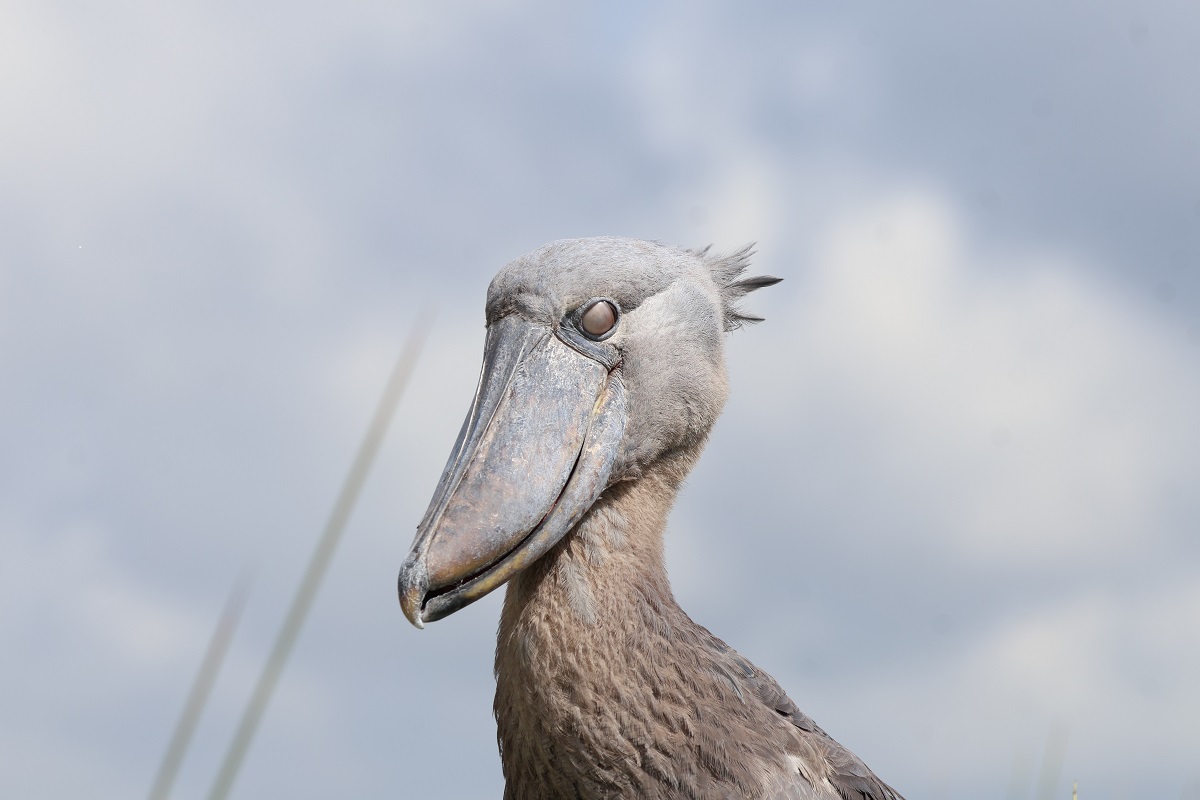 Shoebill in Uganda
